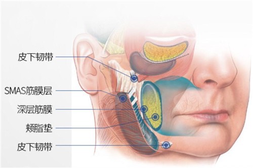 皮肤层次图示