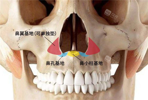 鼻子骨骼结构图