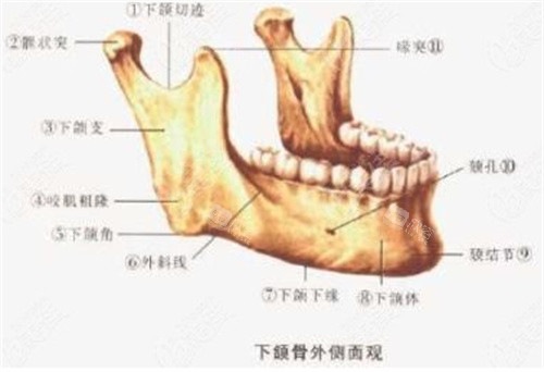 下颌骨图片