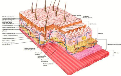 面部皮肤结构图