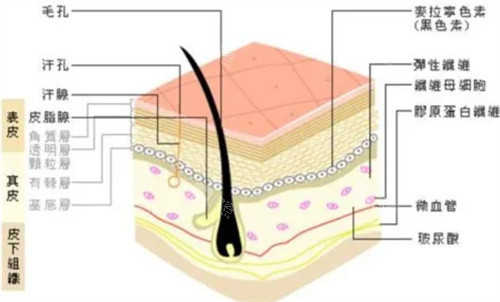 皮肤组织图