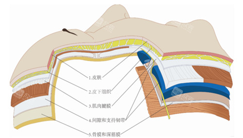 皮肤结构层次图