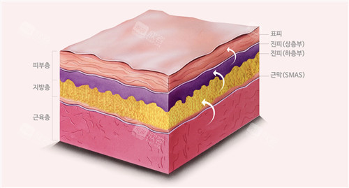 皮肤层次结构图